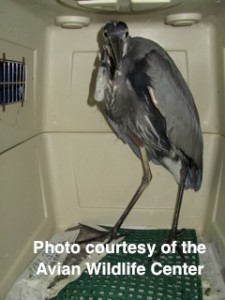 The Great Blue Heron from Lake Tranquility after arriving to the Avian Wildlife Center.