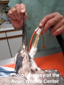 The heron at the vet, for removal of the lure.