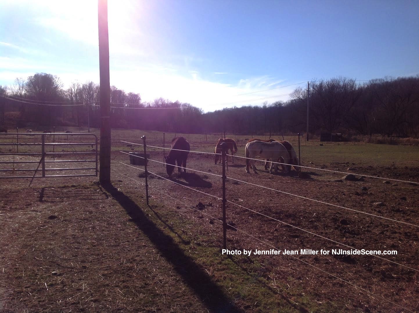 Horses in the idyllic rescue pastures.