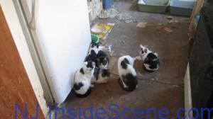 A view of several of the 40 cats that have been kept in a Stillwater home. The NJSPSCA has intervened and is seeking rescue groups and potential adopters to help rehome them. Photo courtesy of the NJSPCA.