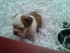 A photo of the English Bulldog puppy stolen from Pet Pourri on Nov. 26. Photo courtesy of Pet Pourri.