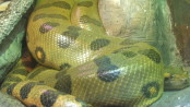 A green anaconda snake pictured on Wikipedia.