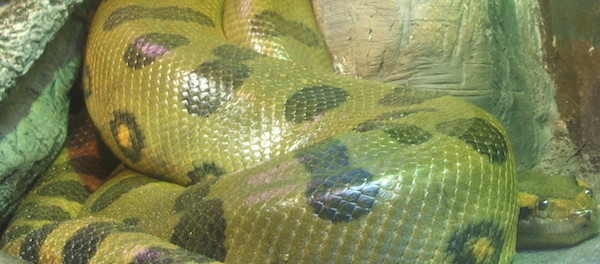A green anaconda snake pictured on Wikipedia.