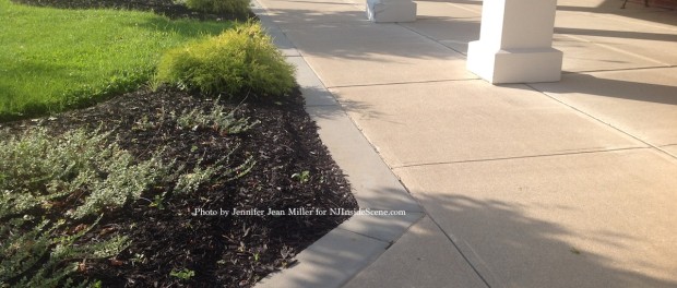 Skid marks along the mulch near the Newton Municipal Building where a drunk driver drove along the sidewalk on Wednesday. Photo by Jennifer Jean Miller.