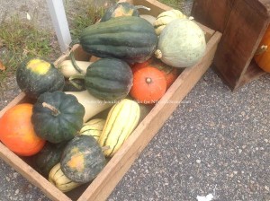 An array of squash types at the market. Photo by Jennifer Jean Miller.