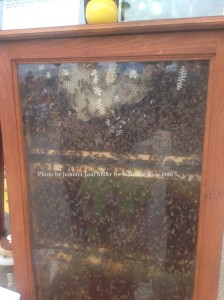 Bees busy at work at the Top of the Mountain Honey Bee Farm at the Blairstown Farmers' Market. Photo by Jennifer Jean Miller.