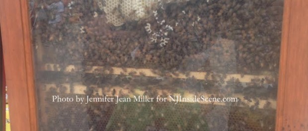 Bees busy at work at the Top of the Mountain Honey Bee Farm at the Blairstown Farmers' Market. Photo by Jennifer Jean Miller.