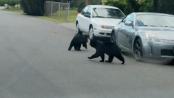 Bears walking through Hopatcong Borough. Photo courtesy of the Hopatcong Police Department.