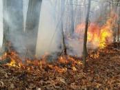 Fire caused from hot ashes placed in the woods. Photo courtesy of the Hopatcong Police Department.