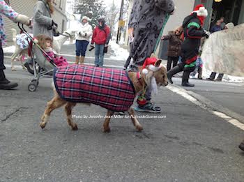 One of the four-legged parade participants. Photo by Jennifer Jean Miller.