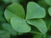 Four leaf clover, creative commons image courtesy of Wikimedia Commons.