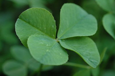 Four leaf clover, creative commons image courtesy of Wikimedia Commons.