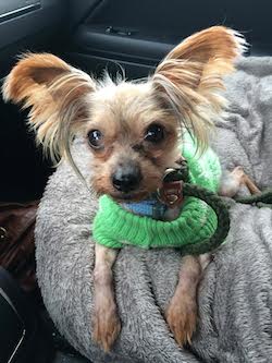 Einstein, a dog with Coming Home Rescue that the group is fundraising to help defray the costs of dental work. Image courtesy of Coming Home Rescue.
