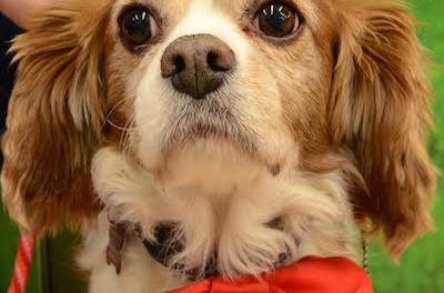 Rex is a Cavalier King Charles Spaniel that Coming Home Rescue is raising funds for dental work. Image courtesy of Coming Home Rescue.