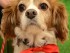 Rex is a Cavalier King Charles Spaniel that Coming Home Rescue is raising funds for dental work. Image courtesy of Coming Home Rescue.