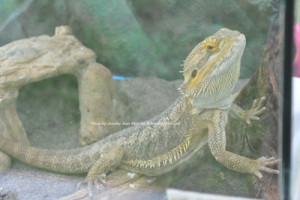 One of the friends who visited from Rizzo's Reptiles. Photo by Jennifer Jean Miller.