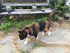 Lost calico cat in Fredon. Image courtesy of Fredon Township.
